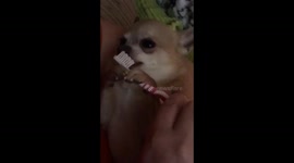 Chihuahua cleaning his own teeth