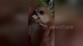 Newsflare Edit - Chihuahua cleaning his own teeth