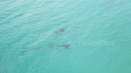 Drone footage of an orca family with baby