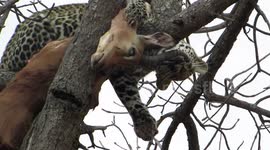 Young Leopard Playing with his Food