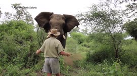 Trail guide remains incredibly calm as elephant charges at him