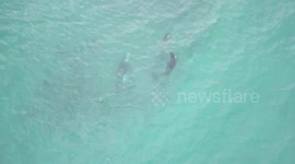 Orca family feed baby with stingray