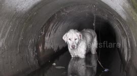 Dog rescued from drainage pipe in Romania