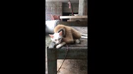 Monkey hugging cat to keep warm