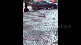 Pomeranian struggles to walk in shoes