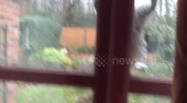 Squirrel raiding a bird feeder