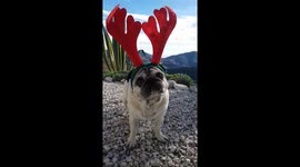 Pug reindeer