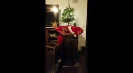 Sheena, the special needs German Shepherd, enjoys a Christmas Dinner in her Bailey Chair