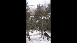 Squirrel barely escapes dogs