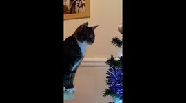 Cat mesmerized by the Christmas Tree