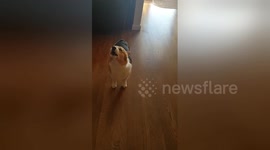 Newsflare Edit - Baby Howls Along With Dog!
