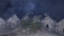 fog cover the tree