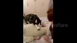 Protective husky stops pregnant owner's belly from being touched