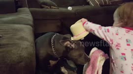 1 year old toddler dresses her pitbull