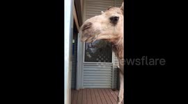 Curious camel visits home in Aboriginal community
