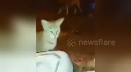 Newsflare Edit - adorable cat Clapping and dancing