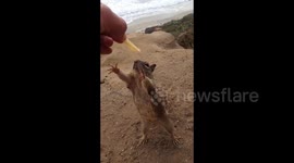 Funny squirrel grasps frantically at chip in man's hand