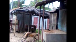 A blind Hanuman roams helplessly in hopes of help