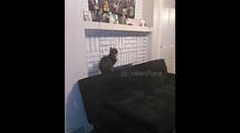 My cat chasing a stink bug