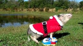 Pig dressed as Santa plays piano