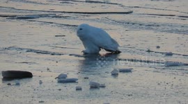 Sky, the Snowy Owl on the Duluth Harbor Ice at Sunrise