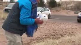 Man rescues stranded snowy owl from Lake Superior ice