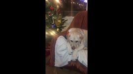 Aras,buon Natale, Christmas, lucky, papillon, ready to   Celebrate,