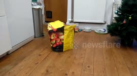 Cat-powered bag appears to move across kitchen floor on its own then attacks owner!