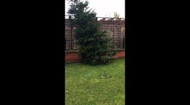Seriously underdecorated Christmas Tree in a private comunal garden