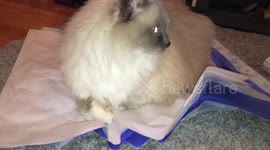 Wrapping gifts with a cat