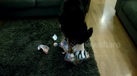 Henry the dog opens his Christmas present early