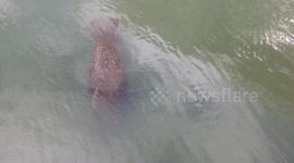 Giant Sea Monster - Free in the wild