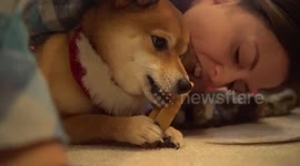 Santa Shiba Defends New Gift