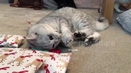 Clever cat unwraps present