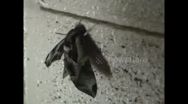 Pandora Sphinx Moth (Eumorpha pandorus)