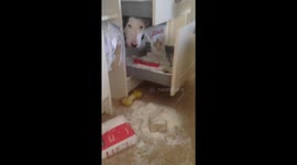 Dog stuck in drawer after wrecking the kitchen.