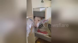 Dog gets stuck in drawer after wrecking owner's kitchen