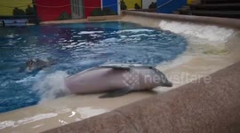 Dolphin acting silly