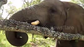 Big baby elephant having breakfast