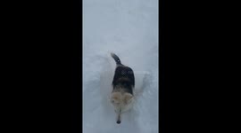 Husky frolicks in snow as record deluge hits Erie, Pennsylvania