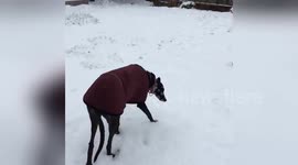 Newsflare Edit - Happy dance for a rare white #Christmas in Seattle #snowdog #greyhounds #AdoptDontShop https://t.co/AewvUL1XtI
