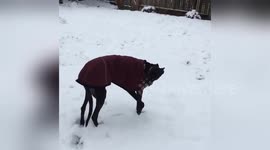 Newsflare Edit - Psyched greyhound performs 'happy dance' in Seattle snow