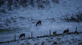 Red Deer Hindlings amid winter snow in the Scottish Highlands of Easter Ross Scotland UK