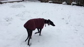 crazy greyhound twirling and playing in snow
