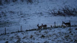 Red Deer Hindlings amid snow in the Scottish Highlands of Easter Ross Scotland UK