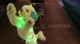 'Ballerina' dog dances to 'Nutcracker' in Christmas fairy lights