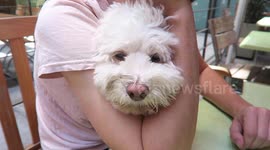 Hilarious Dog Eating Behind