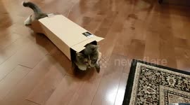 Rescue cat playing with cardboard box