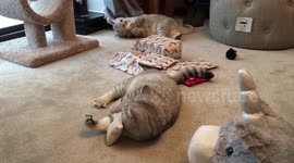 Cats get silly with catnip toys