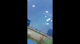 Little sharks